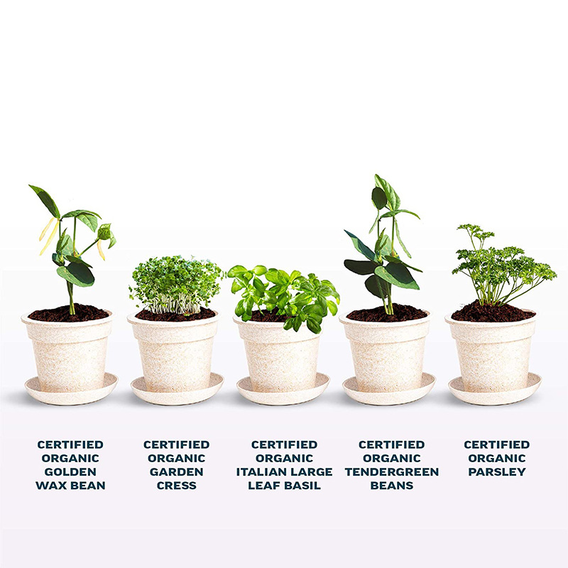 厂家直供香草豆类室内花园套件创意亚马逊儿童新手花盆种植套装