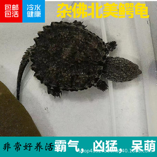 ԭ�N�����{�������{�~�����缃���{�������s����С�������w�{��
