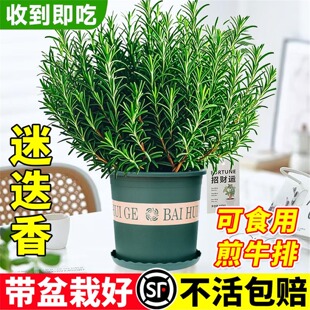 �Ե�����������ݱ�����ˮ�໨�ܾGֲ���҃ȼ�ţ�ſ�ʳ�����ֲ��