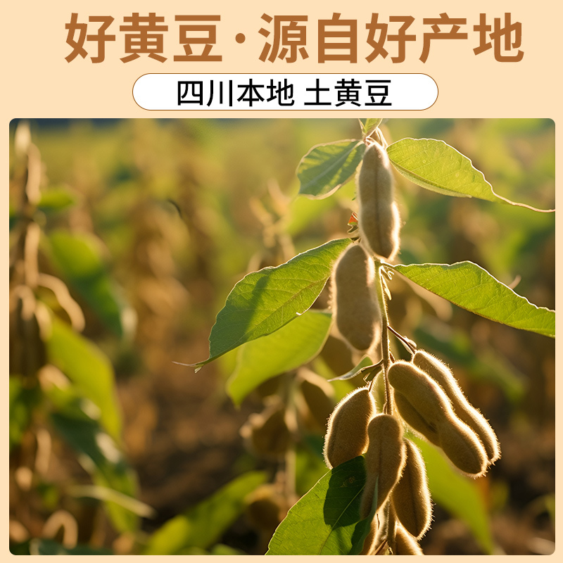 四川老品种黄豆土黄豆本地非转基因大豆五谷杂粮新豆打豆浆粗粮|undefined