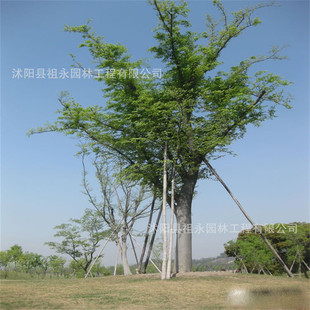 ���Թ����Θ���С�Θ��� �t�Θ���� Ҏ���Rȫ ����ă� �׳ɻ�