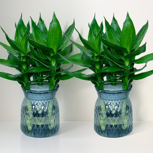 �^�����F���Ĳ����ļ�ˮ��Gֲ�҃����҃����՚����ȩֲ��