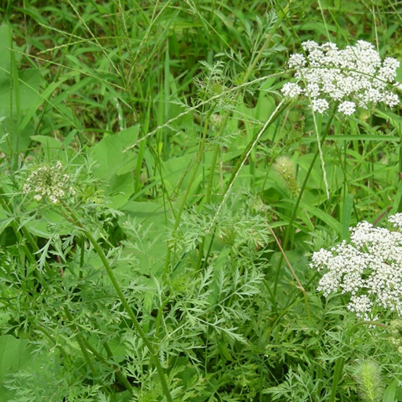 Оптовые поставки Cnidium семена цветов цветок морской цветок скорость прорастания семян моря высокое количество Conguy