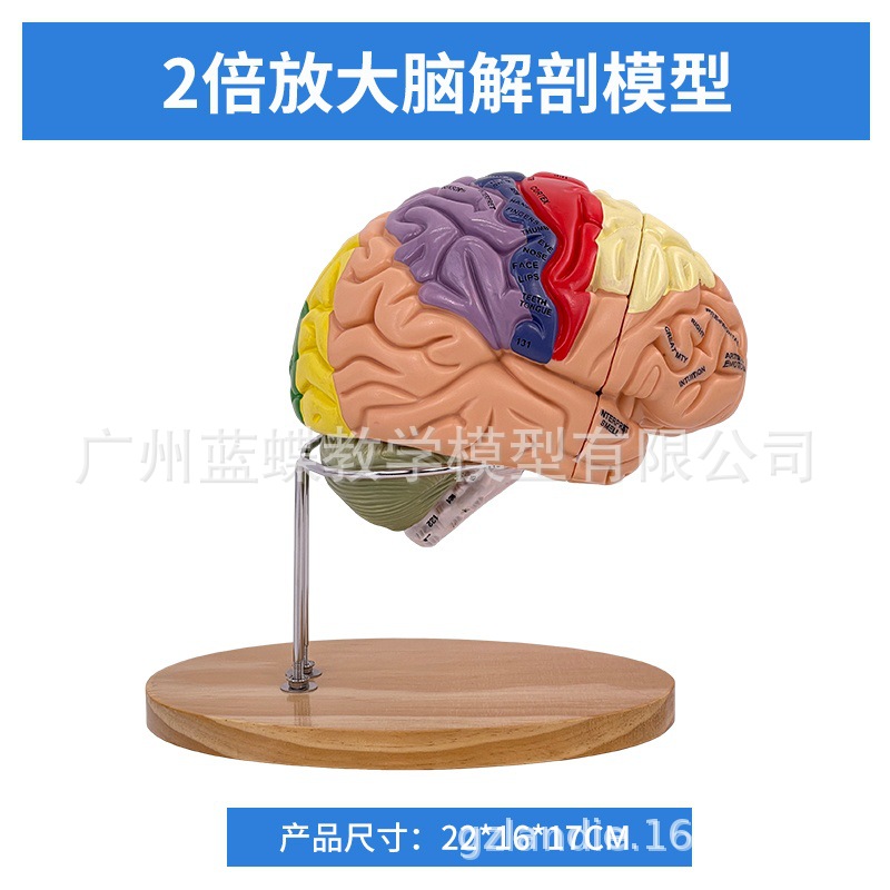 ��ģ���Թ�������ɫ��ģ�� ������Խ���ģ�� ���Զ�����������