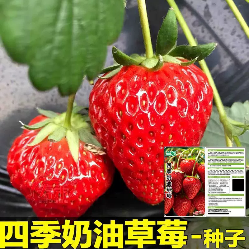 Семейные балконные горшечные растения легко выращивать в любое время года, семена кремово-красной клубники, всесезонные крупные семена клубники, семена белой клубники.