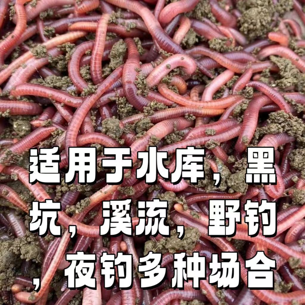 蚯蚓活饵鱼饵鲜活钓鱼批发盒装饵料散装鲫鱼鲤鱼野钓黑坑鱼料红虫