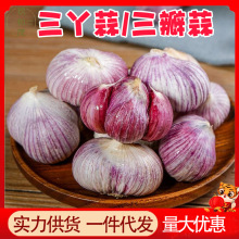 云南紫皮三瓣蒜10斤整箱现挖鲜蒜5批发元宝红皮大蒜头蔬菜3三丫蒜