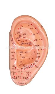 Sky/Y1008A Massage Ear Model 17cm Ear Acupuncture Point Display Teaching Model