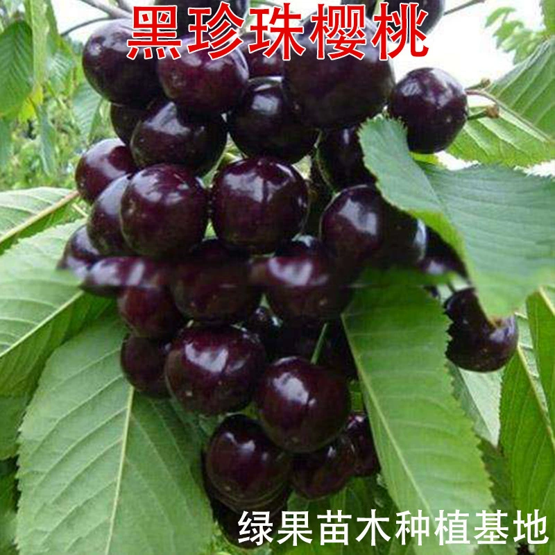 Оптовая продажа саженцев плодовых деревьев, саженцев черной перлы, саженцев вишни с прививкой крупных вишневых саженцев, посадка в горшках и на грунте