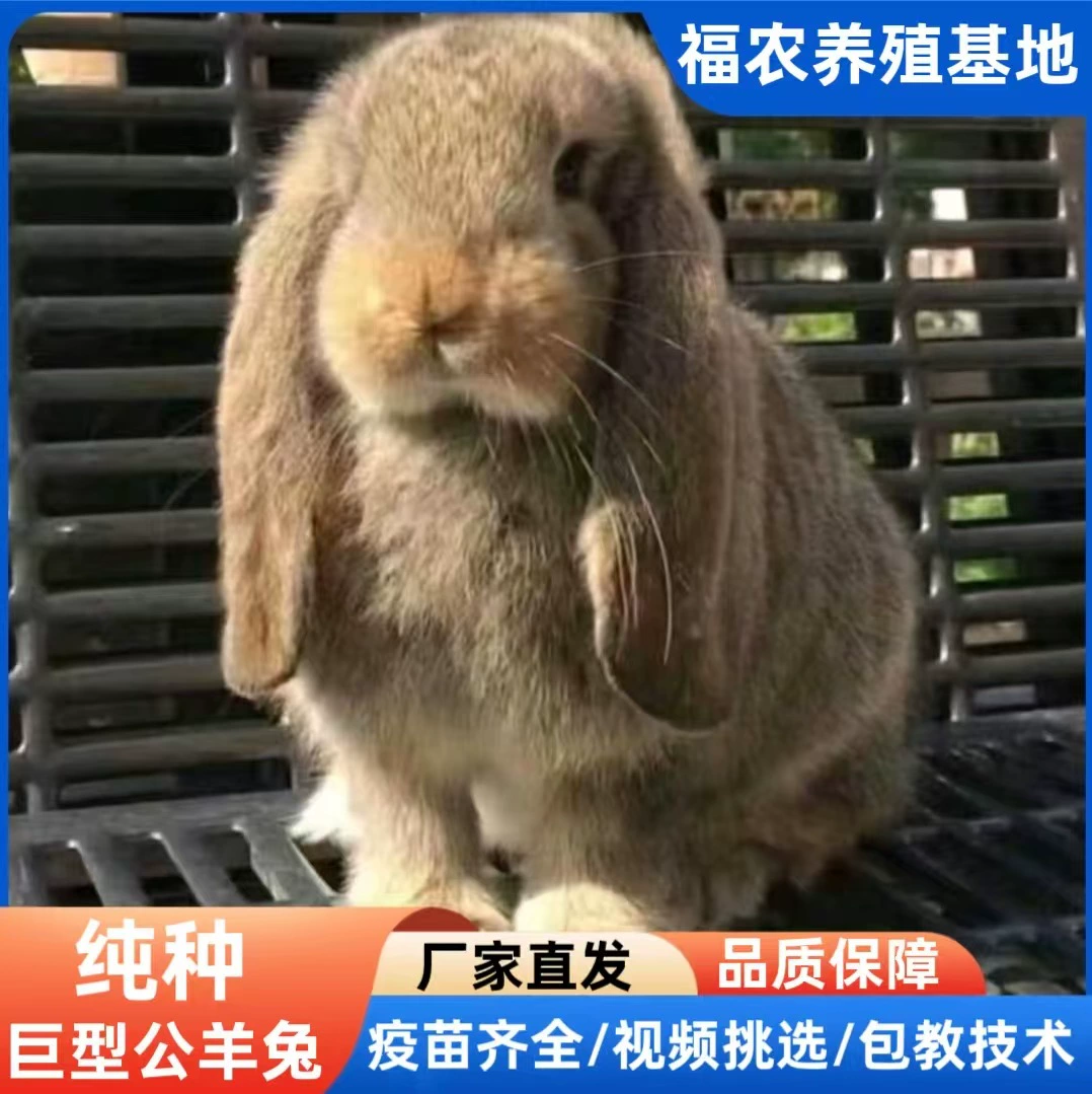 Напрямую от производителя: кролики-папы чистых血统, гигантские серые кролики, кролики для употребления в пищу, большой объем, скидка, быстрая доставка.