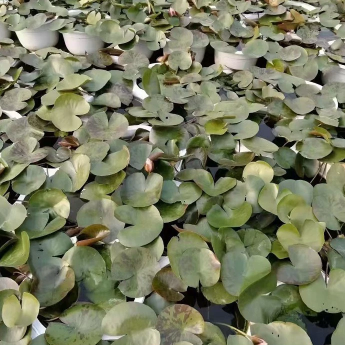 Оптовая база: красные цветы, водяная лилия, плавающий лотос, королевский лотос, водное растение, водяная лилия