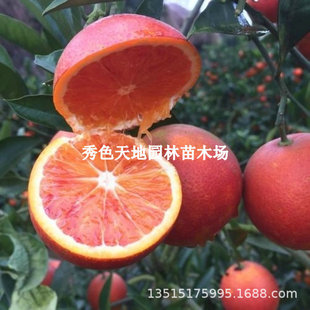 �M�Ͻ���Ě�ȹ������Ϸ��Nֲ�޽������Ѫ�������ڼ~�ɠ����Ә���