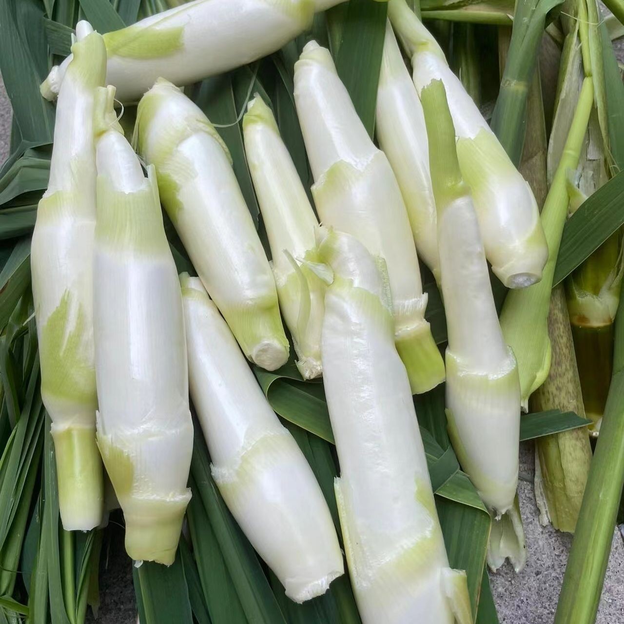 农家自种新鲜白皮茭白浙江水笋白茭笋时令蔬菜白鲜嫩白茭带壳发货