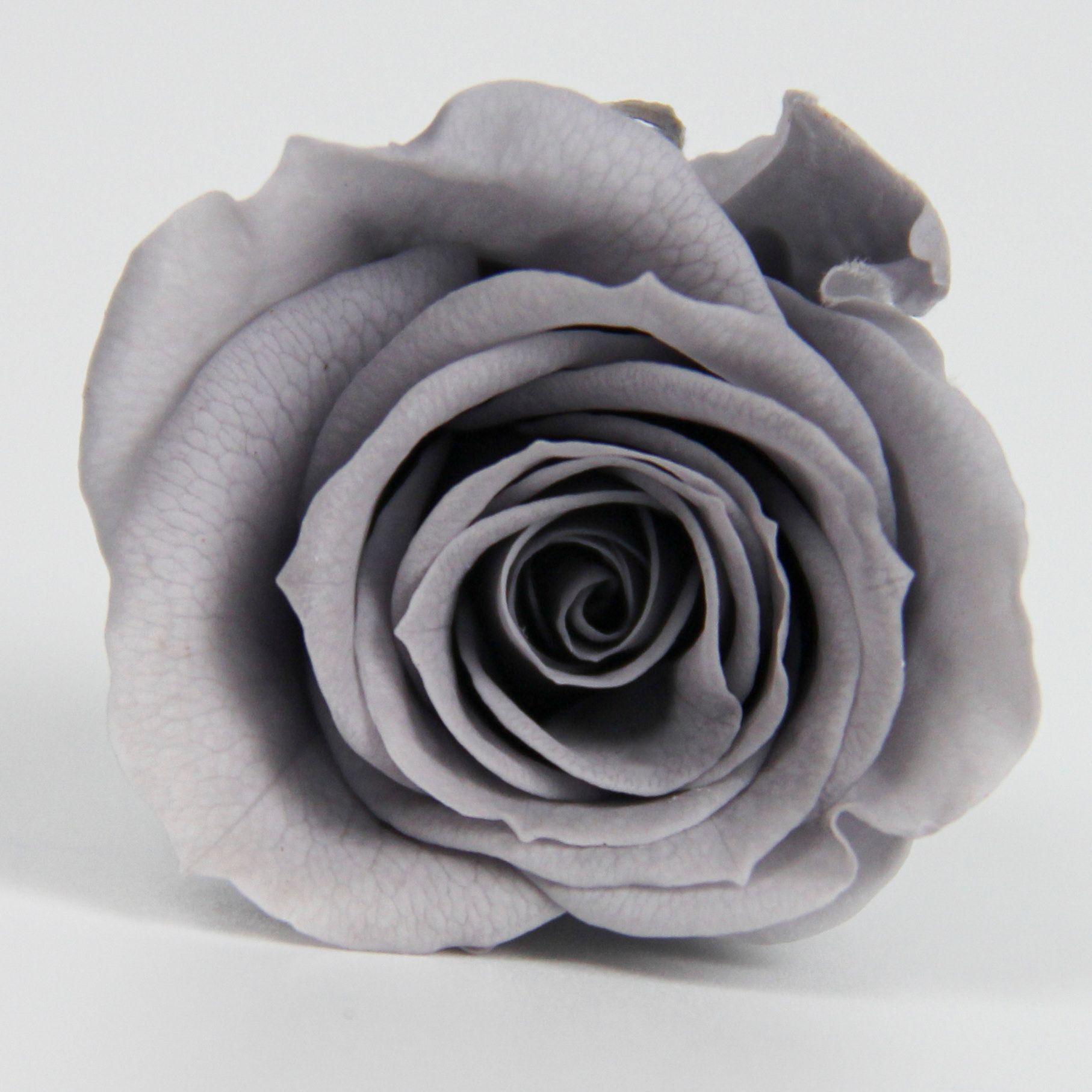 Cabeza de Rosa Preservada B+, 4-5 cm, Regalo para el Día de San Valentín Chino, Ramo de Flores Preservadas al por Mayor, Flores Secas para DIY, 520