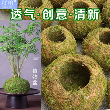 苔藓球创意花盆 石斛种植盆微景观青苔盆栽趣味家居装饰保湿花盆