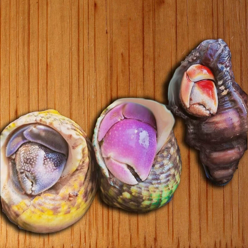 Детские ленивые питомцы Land hermit crabs — наземные ручные крабы, живые пресноводные ягоды, короткий хвост, серо-белые тёмно-фиолетовые декоративные крабы