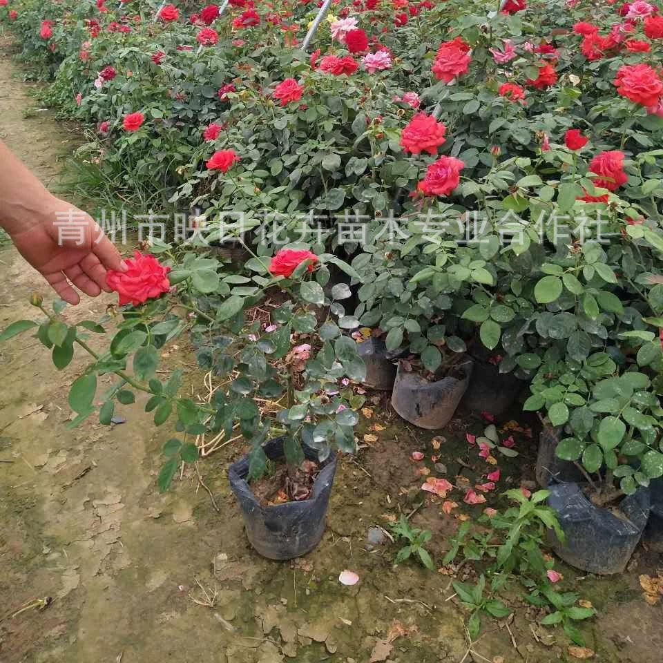 База в наличии Цветок розы в горшке Большой цветок Цветок розы Вертикальное озеленение Горшечная красная шляпа Роза