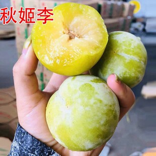 �����������Ә������A�����F�����R��������̨�����Ϸ������Nֲ