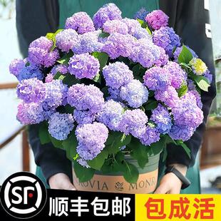 Hydrangea Seedlings Bloom All Year Round in Endless Summer, Hydrangea Potted Plants, Easy-To-Grow Flower Plants, Indoor Flowers