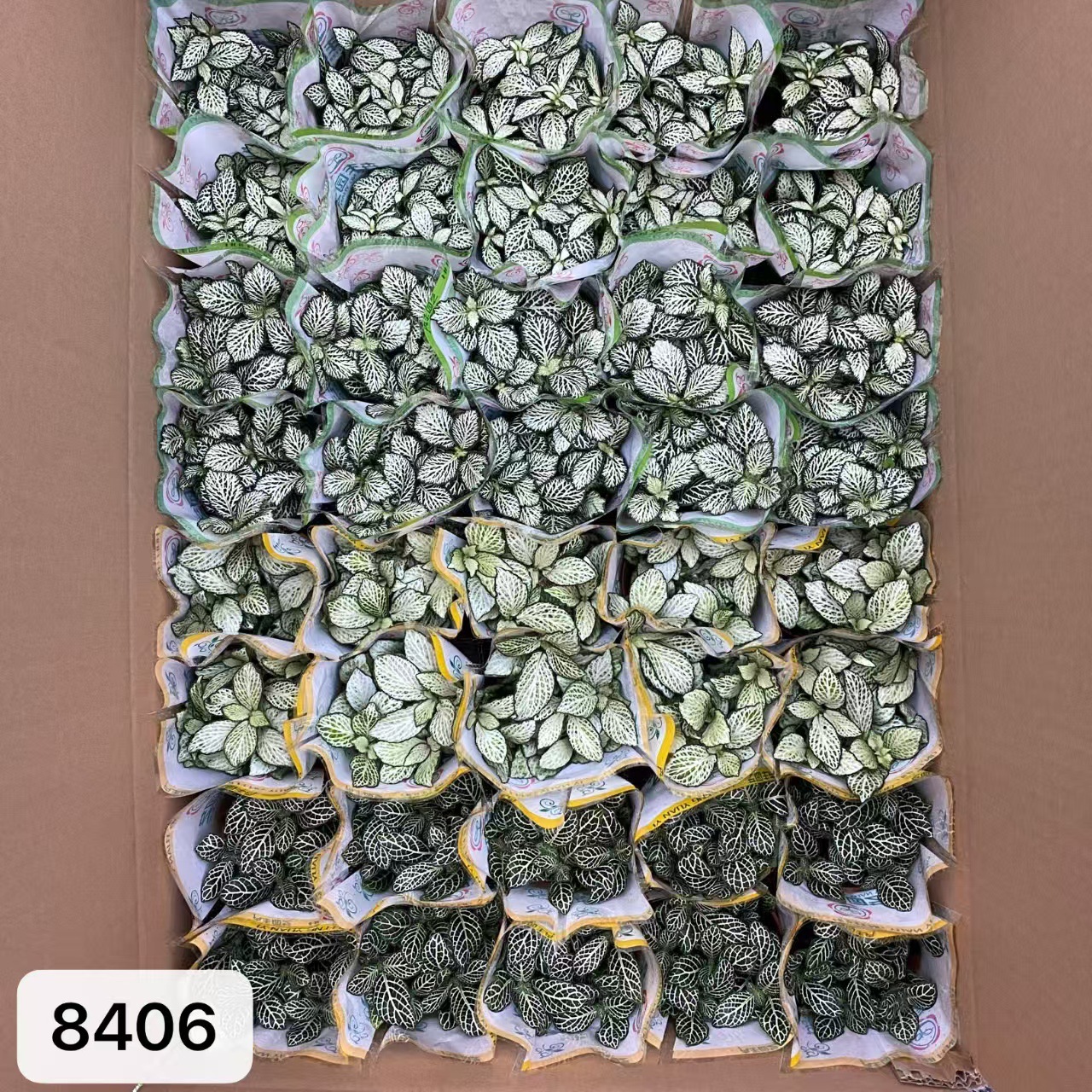 8406 小箱網紋草混裝40盆