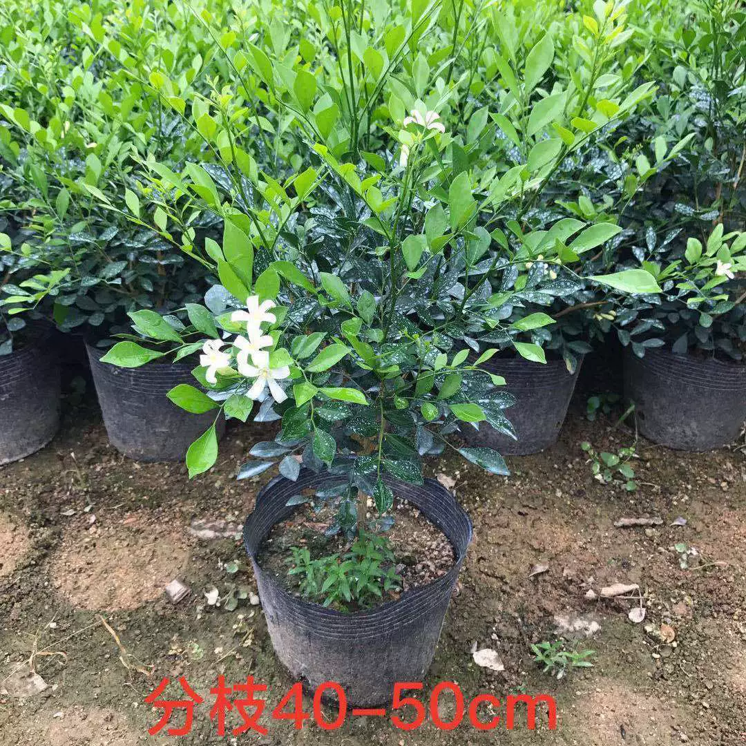 Горшечный массив саженцы цветение аромат двор озеленение рассада четыре сезона цветение массив рассада