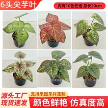 仿真蕨类盆栽彩叶芋6头尖芋叶室内装饰绿植 跨境仿真花绿植物批发