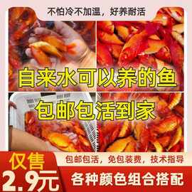 草金鱼苗观赏鱼小鱼活好养耐龙鱼乌龟饲料鱼冷水鱼冷水观赏鱼
