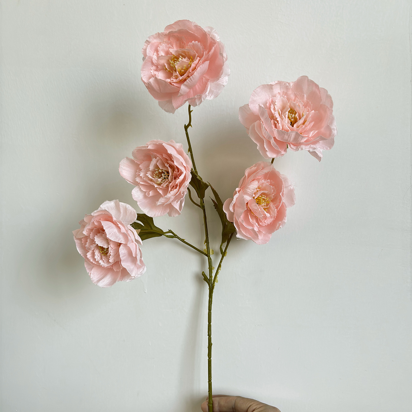 분홍색 5머리 모란 1개