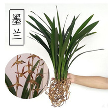 墨兰企黑兰花  建兰 四季兰 室内植物盆栽花卉园艺办公桌摆好养