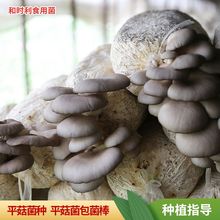 ƽ�����طNֲ�������� ��ͥĢ���׳ɻ���N��1.5kg�ڸк�ƽĢ��