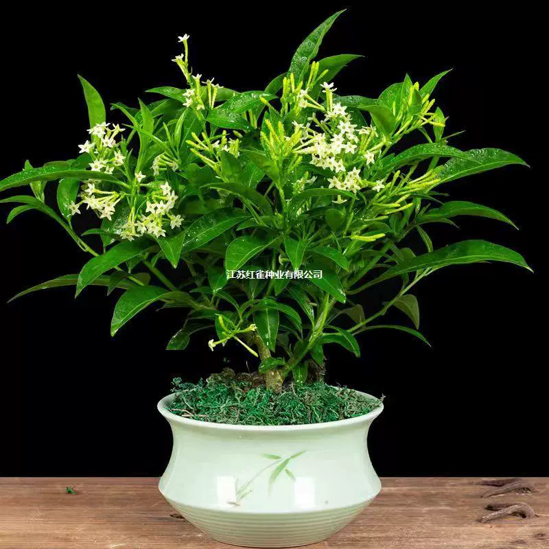 Рассада ночного жасмина, травы, отпугивающие комаров, растения, отпугивающие комаров, рассада цветов в горшках, саженцы ночного жасмина цветут в том же году.