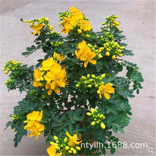 黄金梅盆栽苗黄槐花树苗庭院观赏耐热耐寒灌木花卉植物四季阳台种