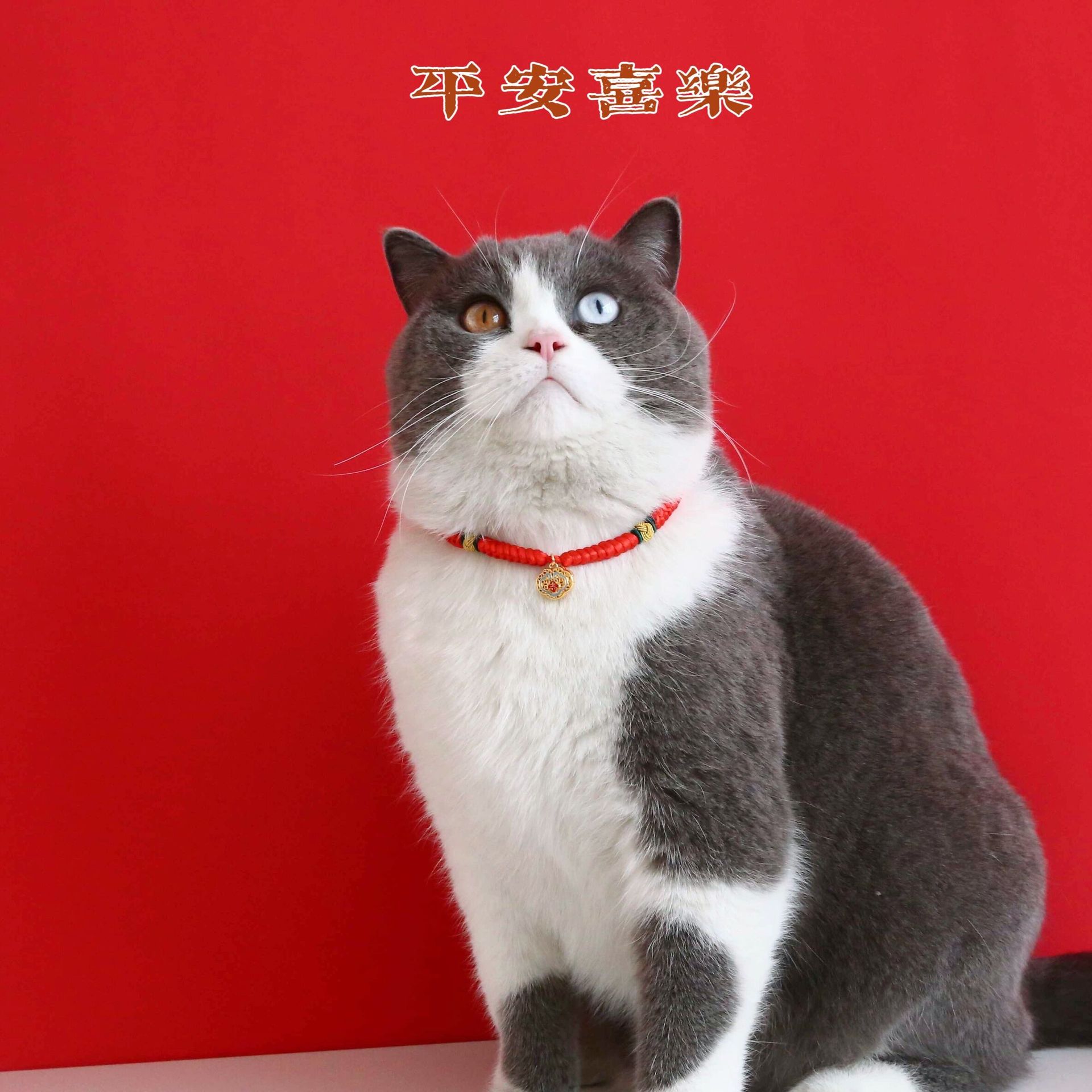 Perro de peluche de mascota Año Nuevo Festival de Primavera tejiendo collar de cuerda roja para atraer la riqueza y la vida centenar de años de ajuste collar de cerradura estilo chino