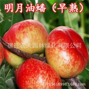 ������Ҽtɫ�������簫�������L���������Ҙ������A�������Ҙ���