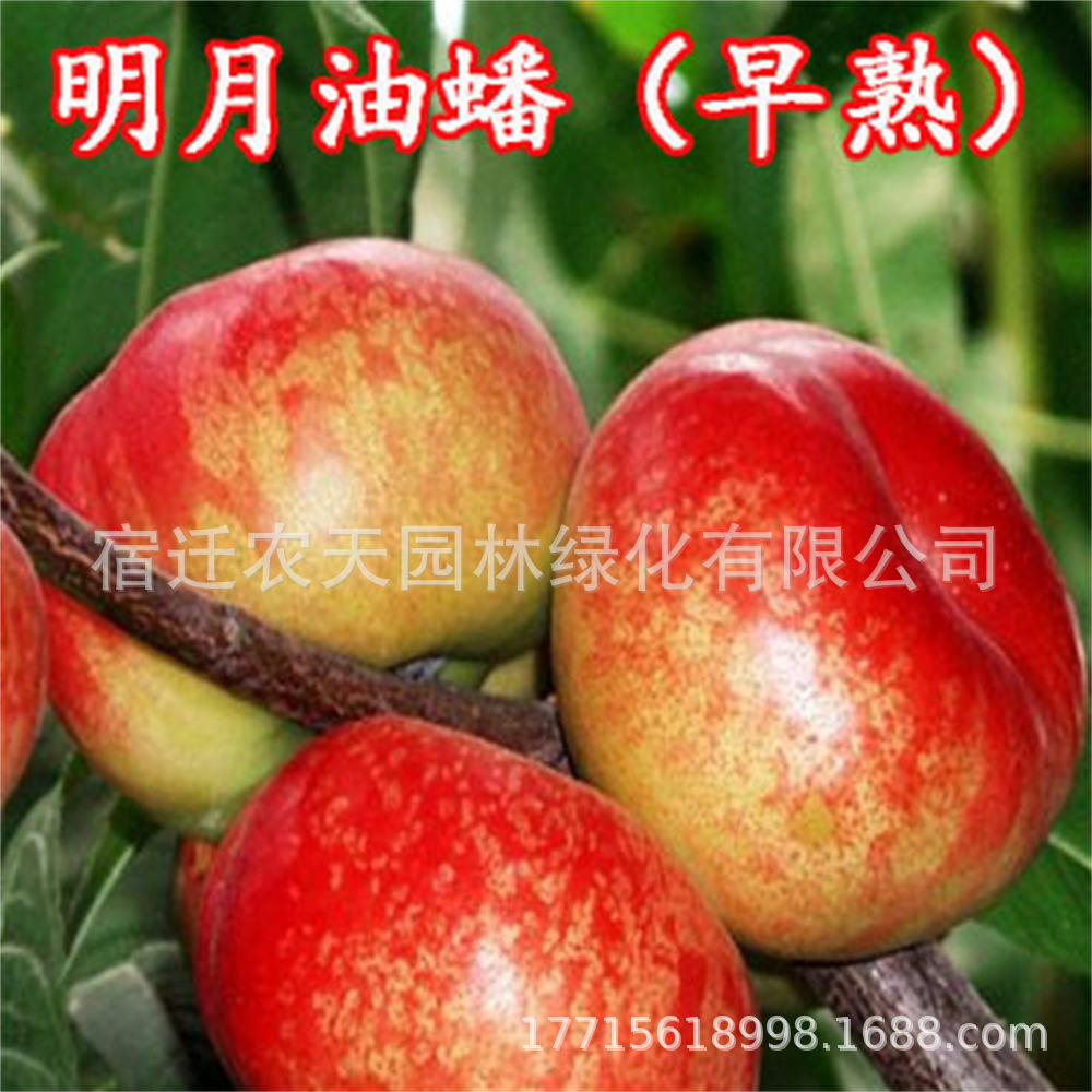 明月蟠桃红色寿星桃苗矮化盆桃长寿桃盆栽桃树苗中华寿桃苗桃树苗