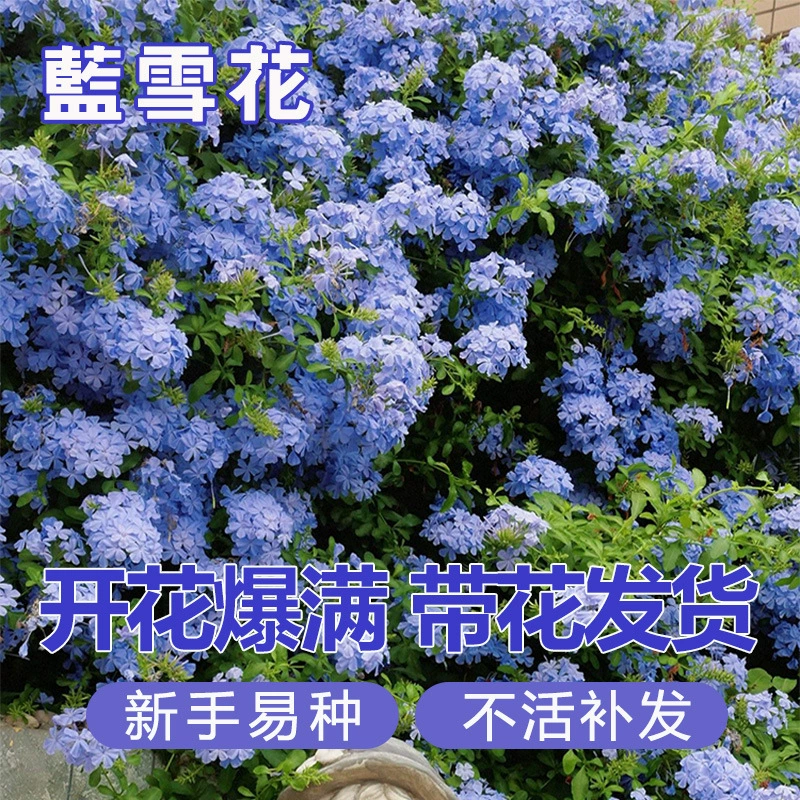 Цельные саженцы цветов в горшках с синими снежинками, большие саженцы, солнцестойкие вьющиеся растения для балкона, сада и двора, а также цветы, которые цветут в любое время года.