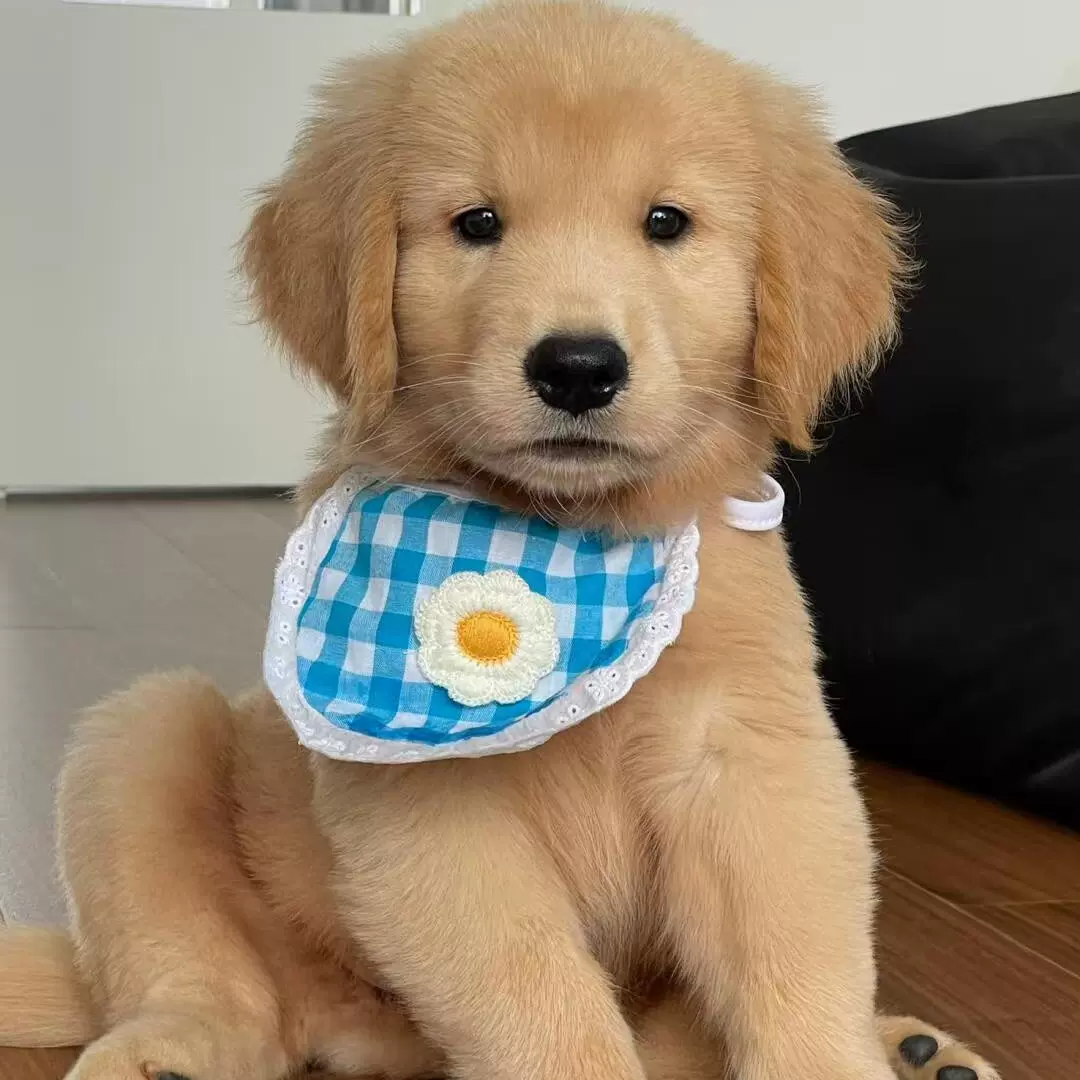 批发金毛幼犬活体狗狗纯种狗宠物犬双血统金毛幼仔工作犬护卫犬狗