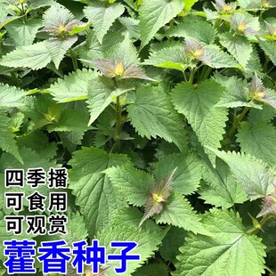 ޽��N��ʳ��Ұ�˷N��޽���������~�~����������~��˷N�߲˷N��