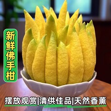 特级佛手柑特大鲜果天然香薰供闻香观赏摆件室内盆栽香橼佛手大果