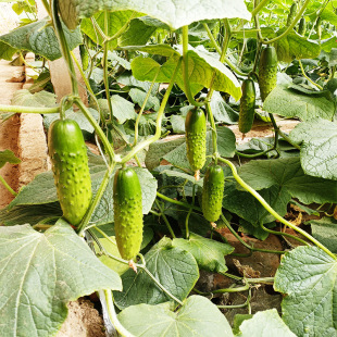 �S�����lˮ�����S�ϷN���߲˷N�ӡ��N���S��ԭ�N98.099.094.08.08