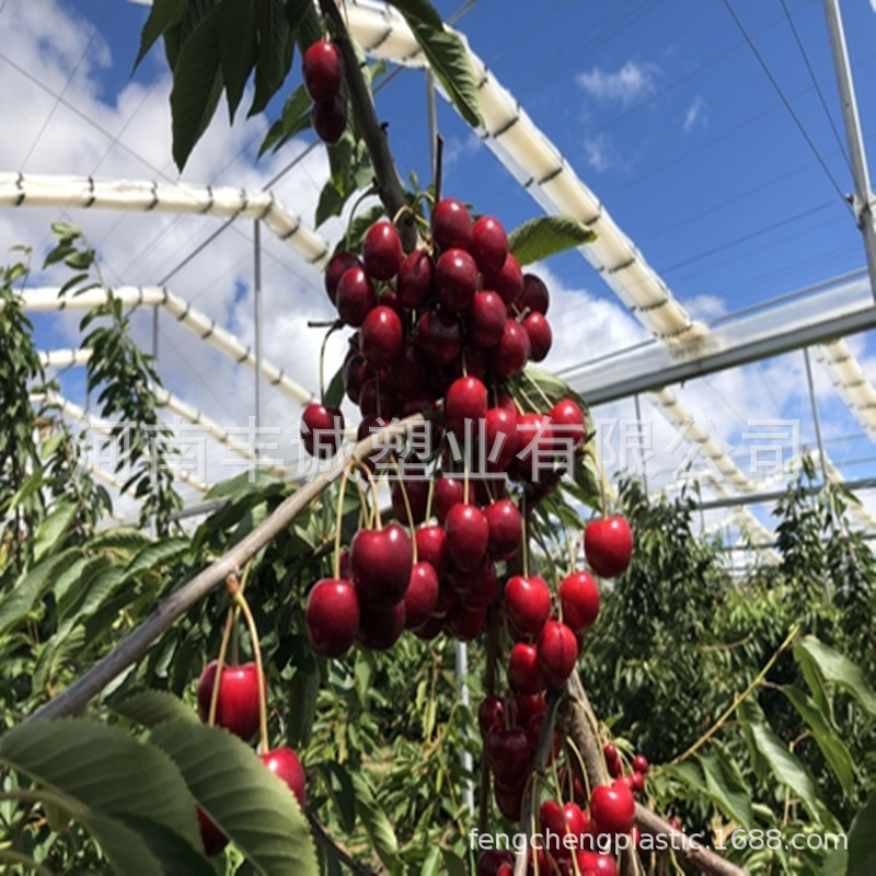 樱桃膜果树可收缩避雨棚防风防雨透光果园防雨布可收缩车厘子膜