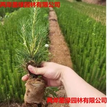 ɘɘС玧GľؠIBͺͺ󃞻