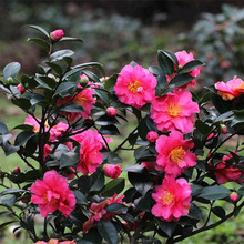 一件代发茶梅花球树苗庭院阳台植物浓香耐寒四季常青景观花卉盆栽