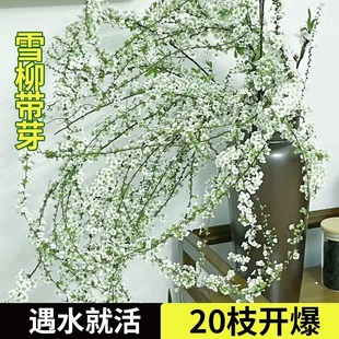 Fresh Branch Hydroponic Potted Green Radish Basket Flower Plant Indoor Flower and Green Plant Water Culture Dry Branch Dragon Willow Suction Chain Balance