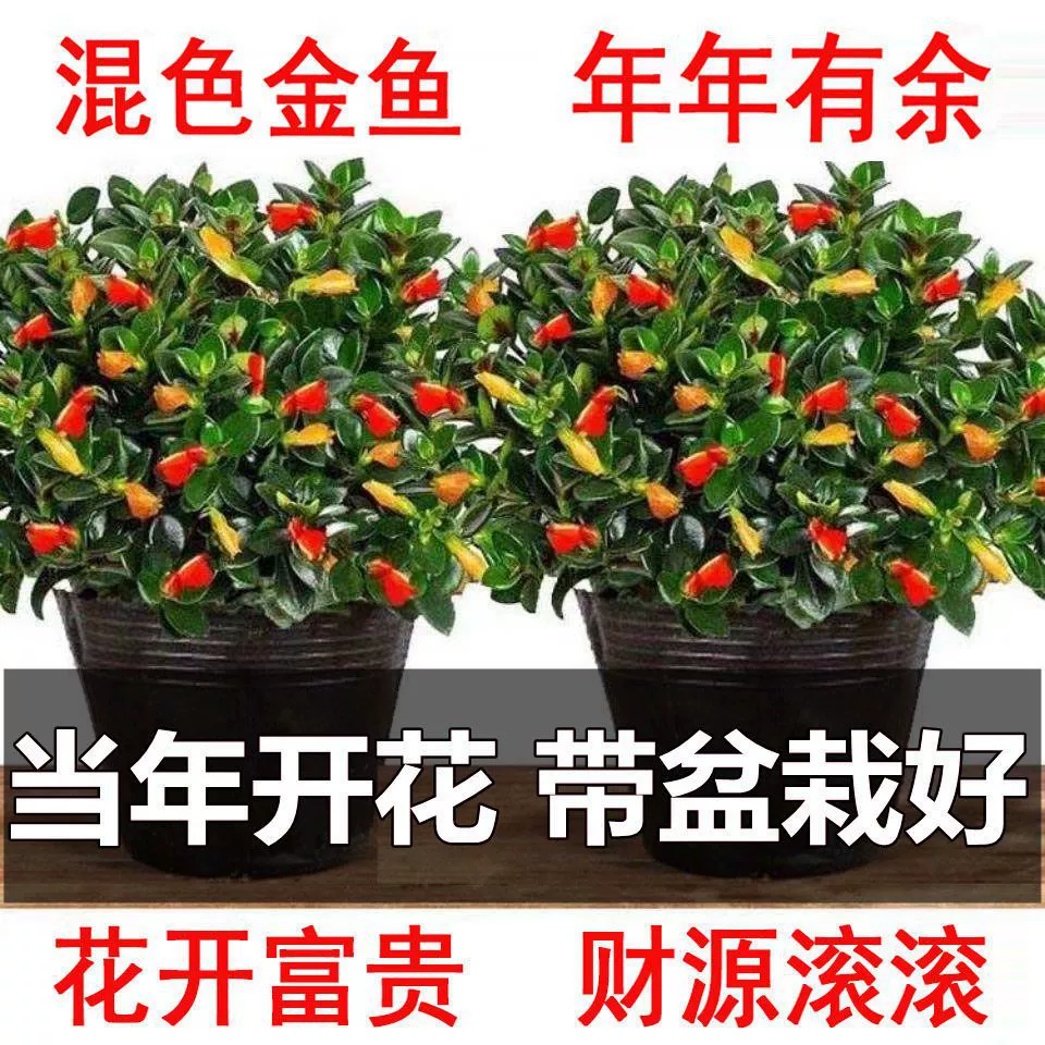 Золотая рыбка Цветок в горшке Хлорофитум All Seasons Вечнозеленое цветение Зеленое растение Офис Крытый Морозостойкие цветы Поглощающий формальдегид Настольное зеленое растение