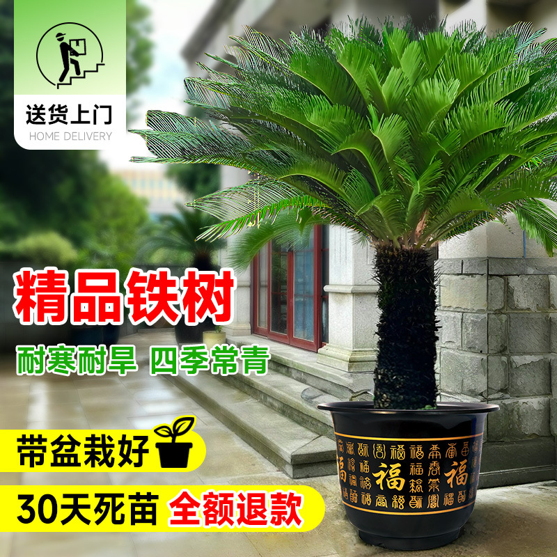 铁树盆栽老桩大型高杆盆景树苗室内庭院名贵植物旺宅乔迁门口绿化
