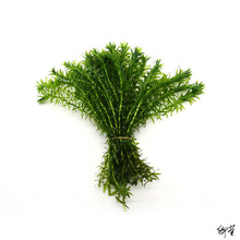 ���~ˮ�ݽ��~����B��ֳ��ֲ��Ƽˮ�嶷�~��ˮ���G����ˮ�ݾG