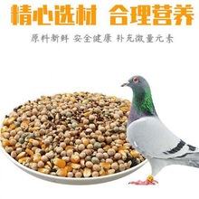 鴿糧有玉米賽鴿信鴿肉鴿鴿子小豌豆糧食鳥食一件代發廠家直銷