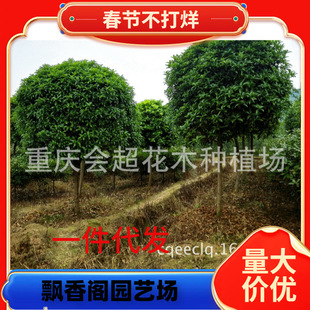 һ�����l�������۰��½����� 1-15���ֹ𻨘��� ����ă�