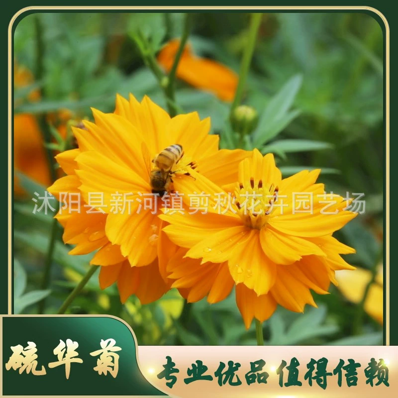 Четыре сезона Семена цветов Сера Хризантема Семена цветов Сад Декоративный цветок Семена моря Хуан Цюин Семена легко сажать и жить